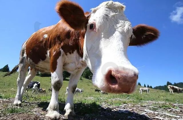 Bất kỳ ai cũng có thể nằm mơ thấy bò